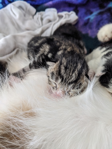 Pregnant cat