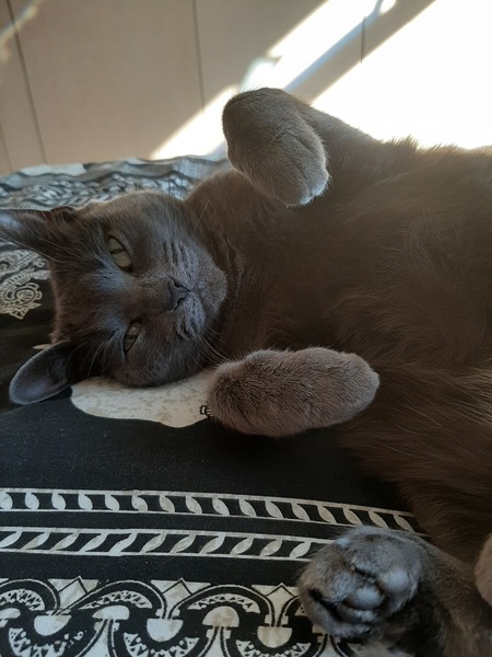 Working from home cats