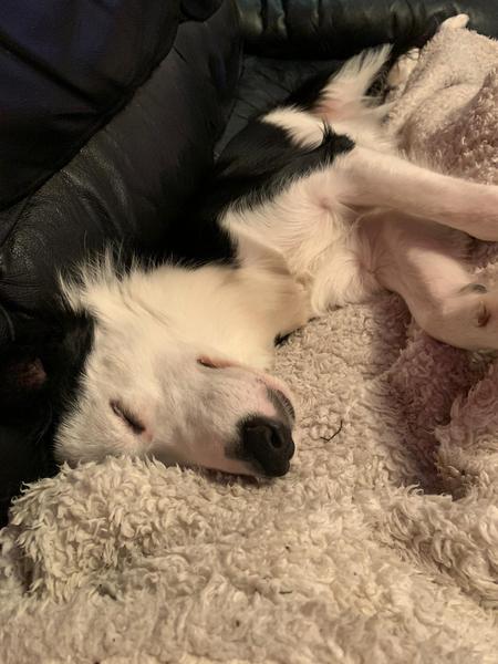Please could you all post photos of your cats and dogs?
