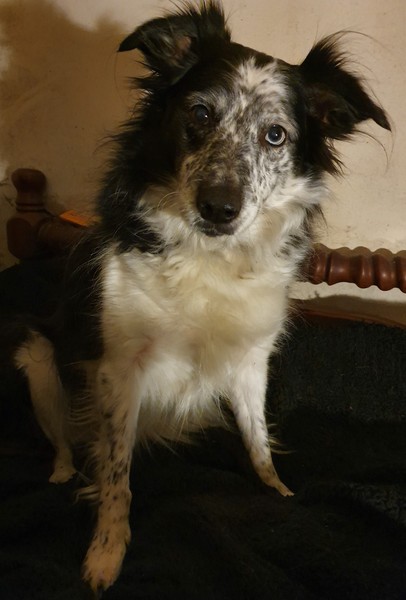 To want to show you my beautiful doggo