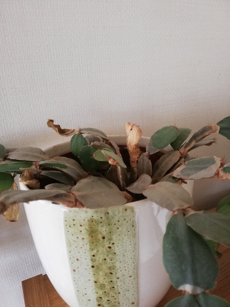 Thread for really fucking ugly houseplants