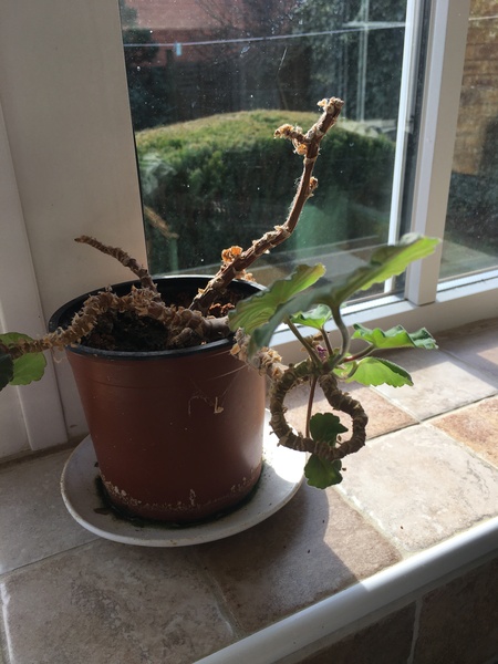 Thread for really fucking ugly houseplants