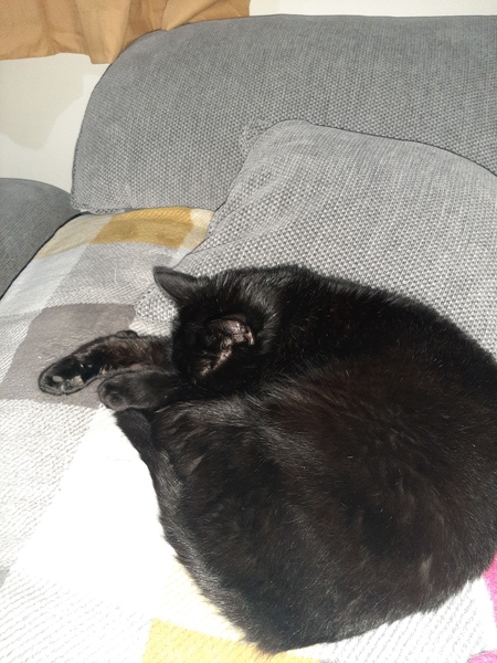 Please could you all post photos of your cats and dogs?