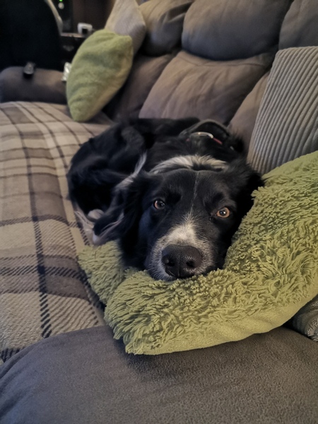 Please could you all post photos of your cats and dogs?