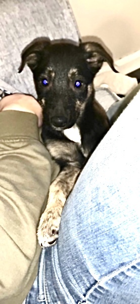 What breed would you say my puppy is?