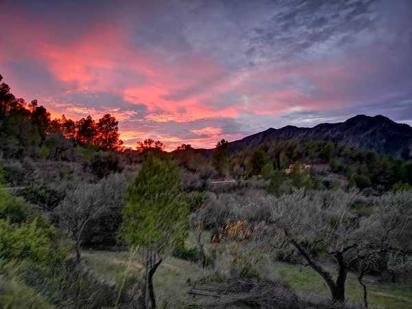 Coved-19 spain