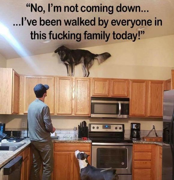 My dog is a rule breaker.