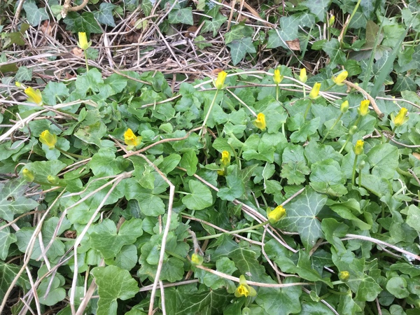 What’s this please?