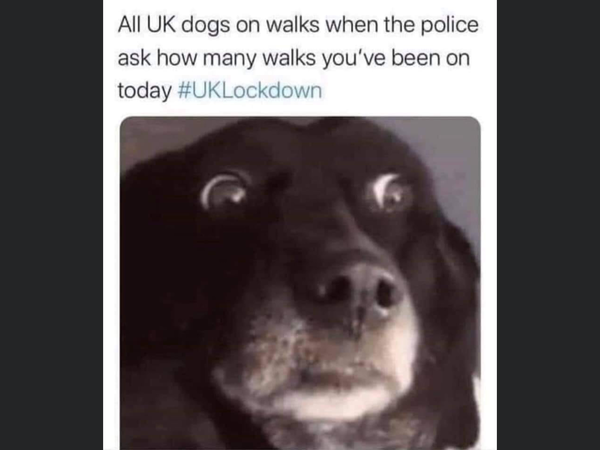 Where are we up to with walking dogs...?