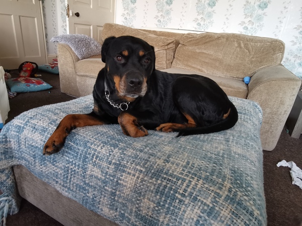 Photos of your dogs to cheer us all up!