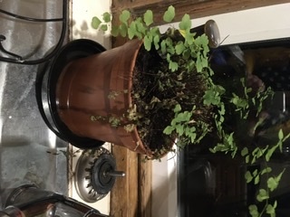 Thread for really fucking ugly houseplants