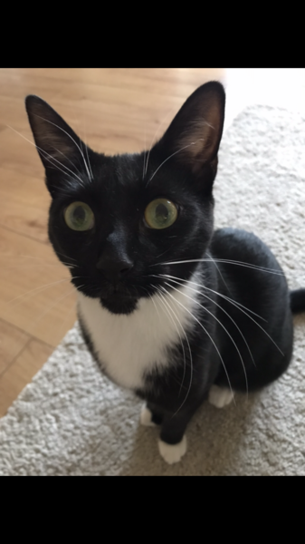 New rescue kitten very vocal!