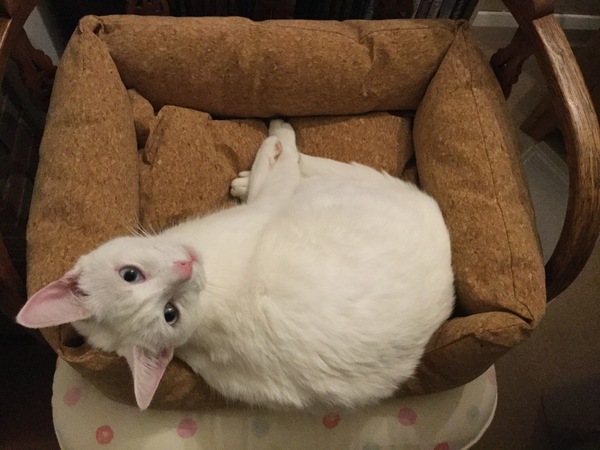 White cats - can I please see yours
