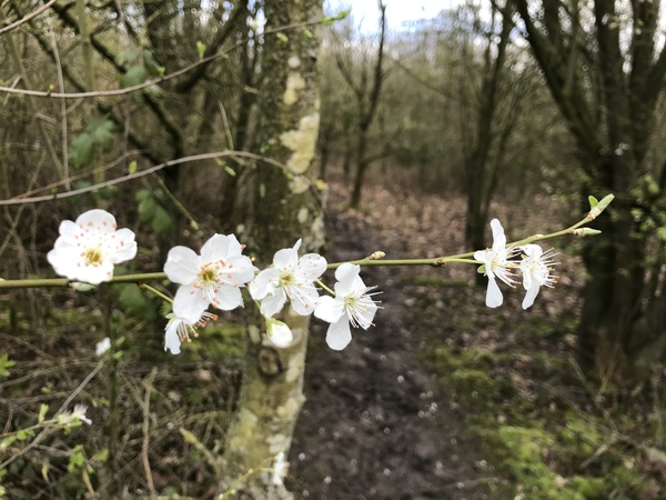 The 'Positive Mental Health' Corona virus thread