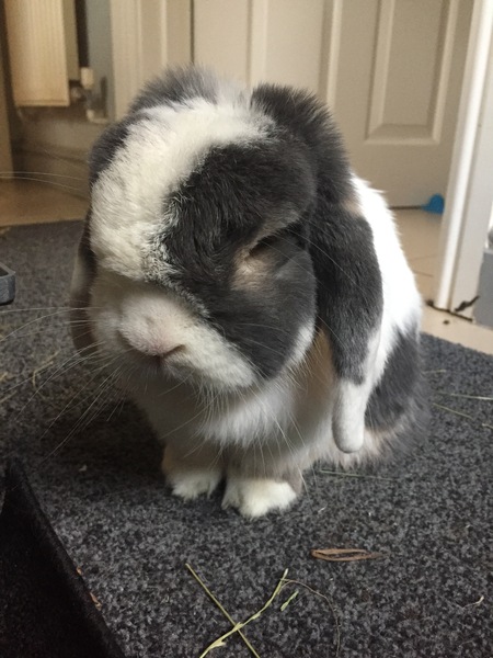 The 'Positive Mental Health' Corona virus thread Part II