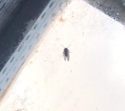 What tiny fly is this please?