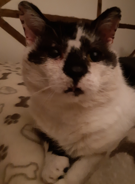 Positive thinking, cat photos etc