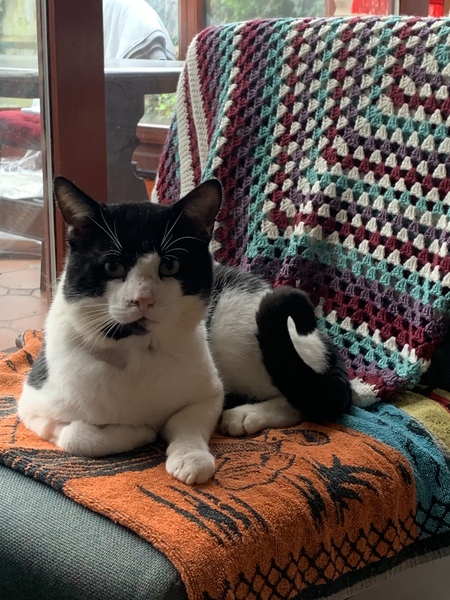 Help me name my cat