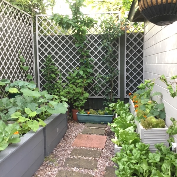 Easy veg to grow?