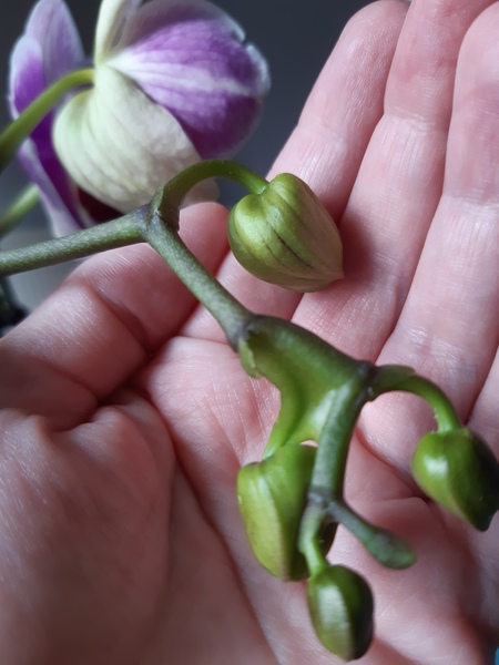 Webbed Orchid?