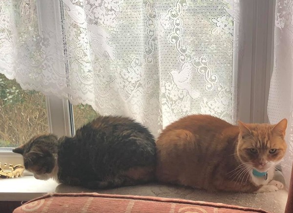 Please could you all post photos of your cats and dogs?