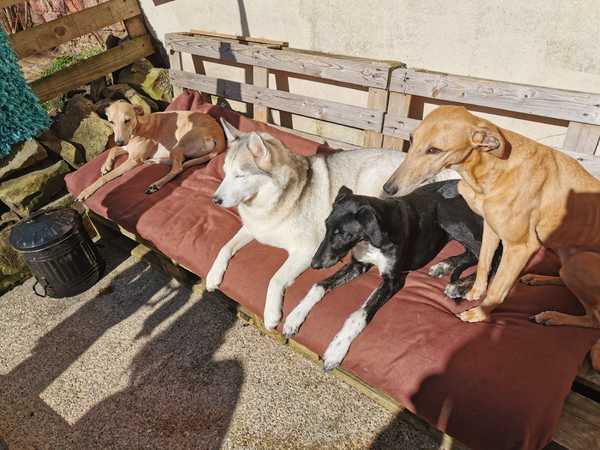 Photos of your dogs to cheer us all up!