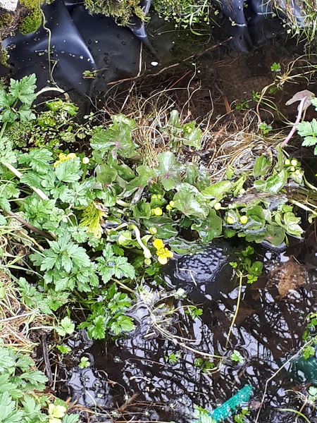 The 'Positive Mental Health' Corona virus thread Part III