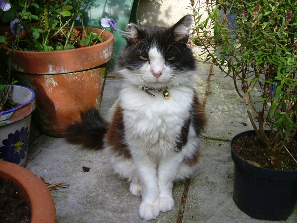 Positive thinking, cat photos etc