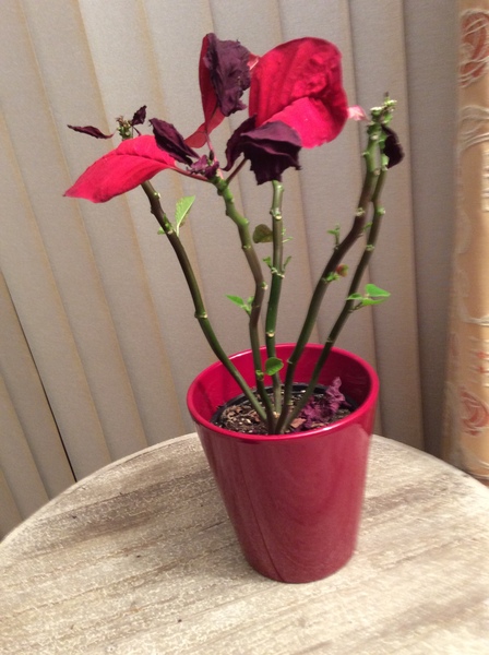 Thread for really fucking ugly houseplants