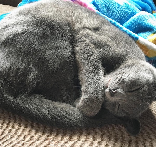 What is your cat called?