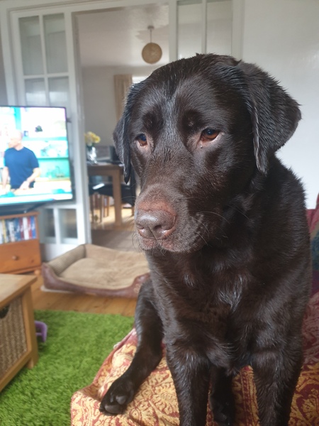 Photos of your dogs to cheer us all up!