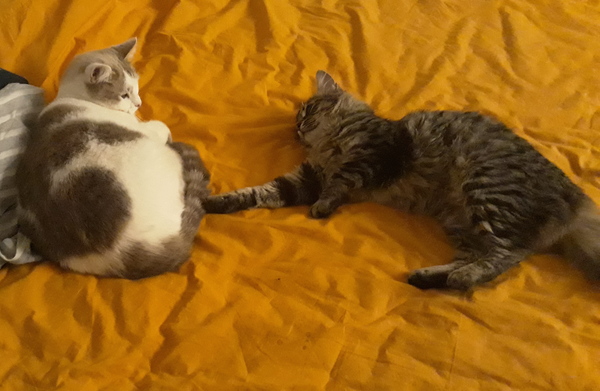 Westminstenders: Events...