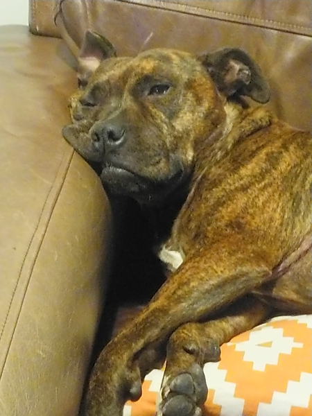 Photos of your dogs to cheer us all up!