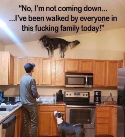 Can your dog can empathise with this?