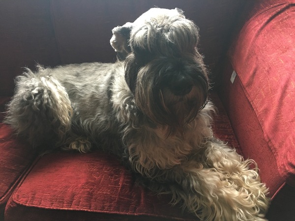 To want to show you my beautiful doggo