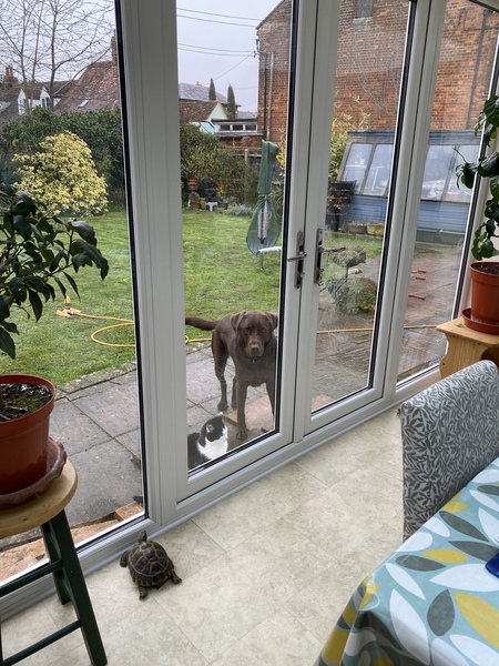 Photos of your dogs to cheer us all up!