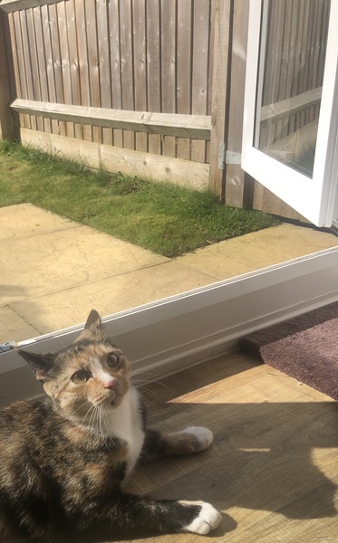 Dcat won’t leave the garden, normal?