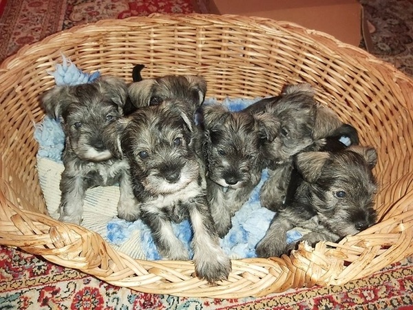 Photos of your dogs to cheer us all up!