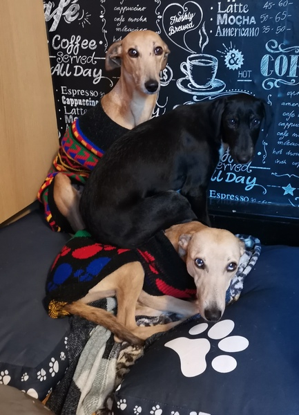 Please could you all post photos of your cats and dogs?