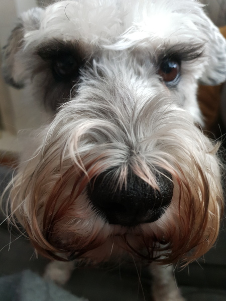 Please could you all post photos of your cats and dogs?