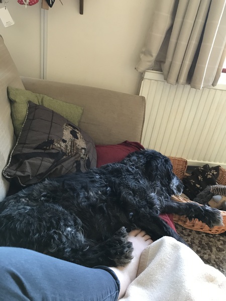 What are your pets up to today?