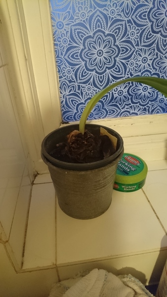 Thread for really fucking ugly houseplants