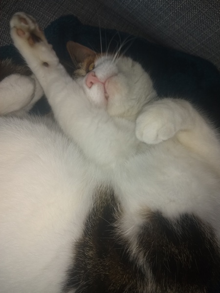 Please could you all post photos of your cats and dogs?