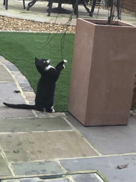 The 'Positive Mental Health' Corona virus thread Part III