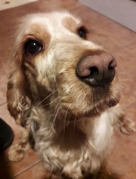 What's your dog called?