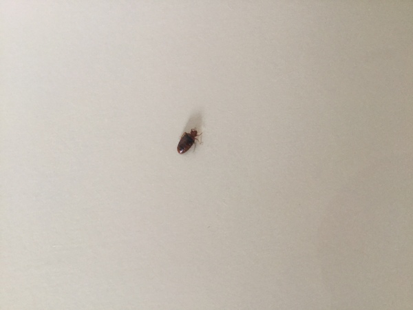 HELP!! Bug problem