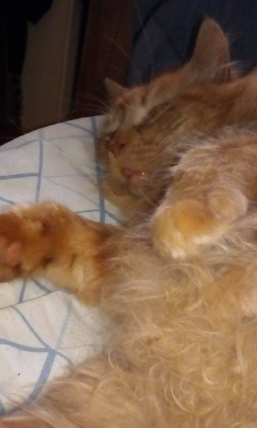 Paws, Ollie, Captain V and all the rest