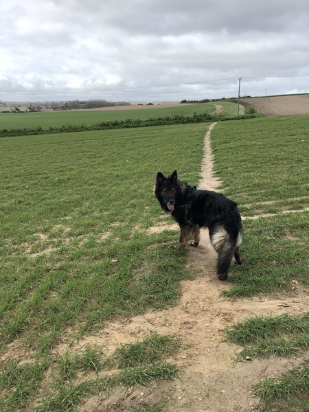 Please could you all post photos of your cats and dogs?