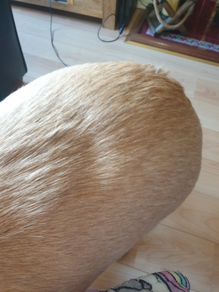 Do I need to worry about my dog's back?