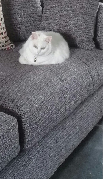 White cats - can I please see yours